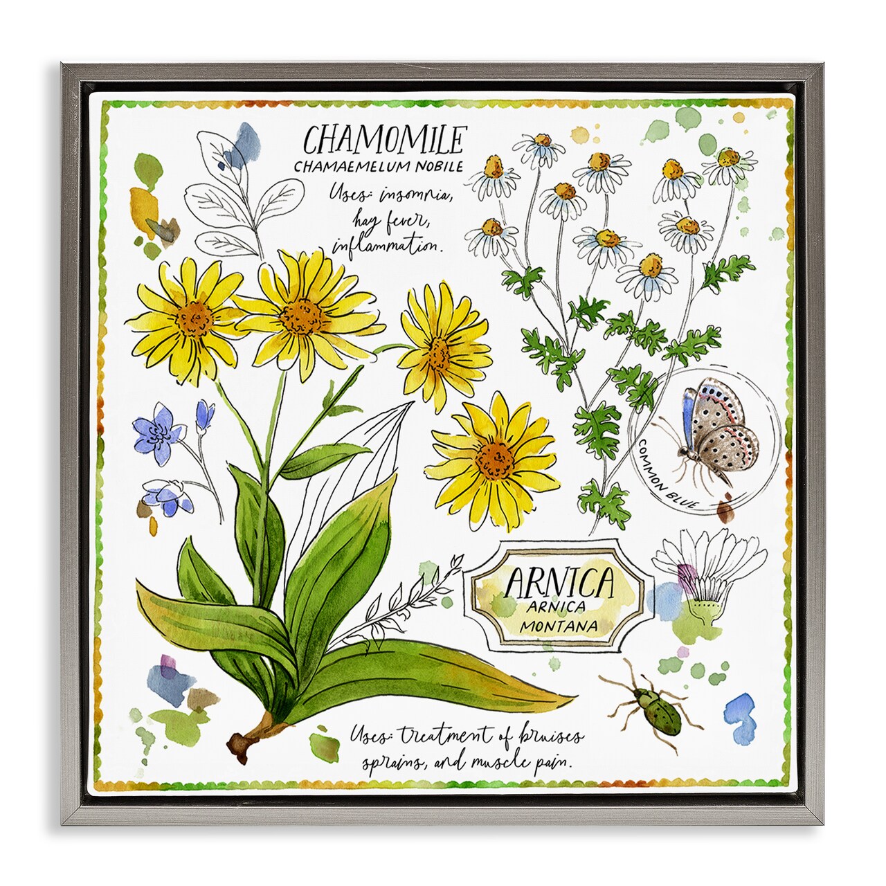 Stupell Industries Chamomile Herb Uses Framed Floater Canvas Wall Art Design by Jane Maday